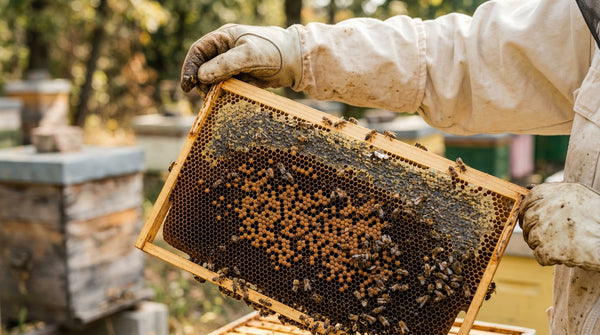 Beekeeper's hands holding open honeycomb frame showing dark pollen-filled cells near fresh honey